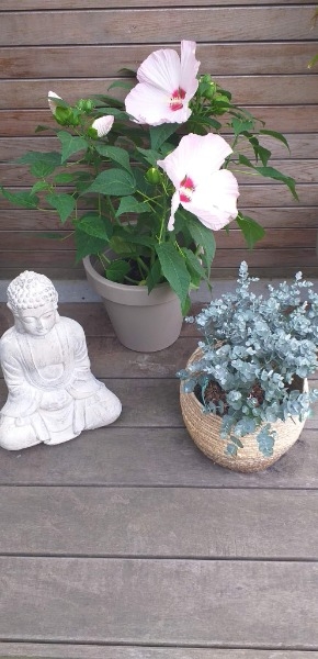 Zen garden (COURT-SAINT-ETIENNE)