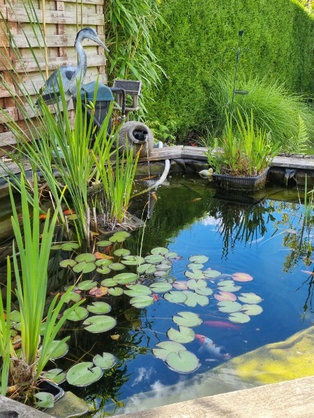 Zen garden (COURT-SAINT-ETIENNE)